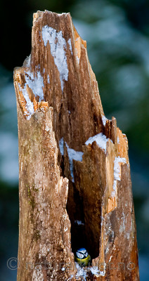 BB 05 0359 / Cyanistes caeruleus / Blåmeis